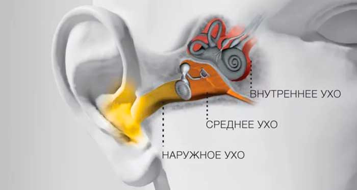 Анатомически ухо делится на три части: наружное, среднее и внутреннее ухо
