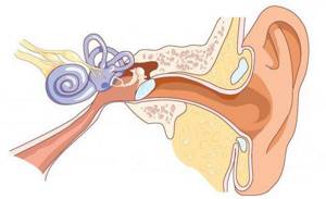 анатомия ушей