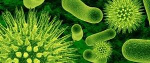 бактерии, вызывающие бактериальный фарингит