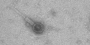 бактериофаг при золотистом стафилококке в кишечнике