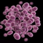 Гонорея это. Хроническая гонорея: что это такое?