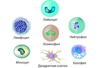 Клетки имунной системы