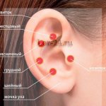 Козелок уха