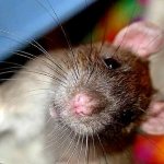 Крыса хрипит при дыхании