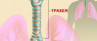 Очаг воспаления при трахеите