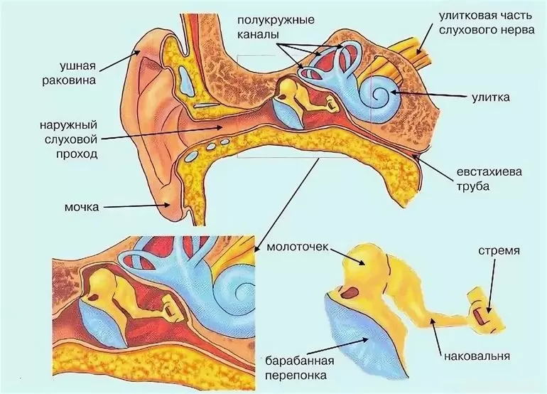 Орган слуха у человека