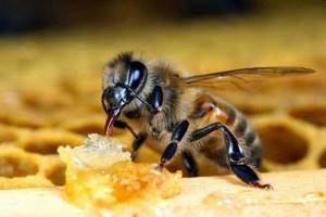 пчела и воск