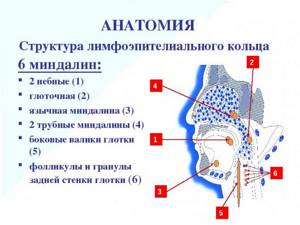 Пирогов вальдейера кольцо функция