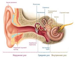 Расположение перепонки в строении уха