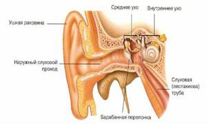 схематическое строение уха