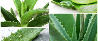 Aloe juice for a runny nose - how to prepare for adults for treatment
