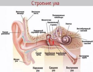 Состав уха человека