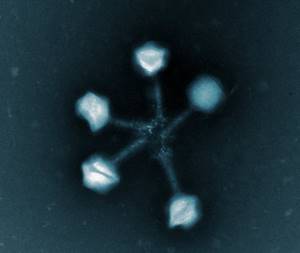 стафилококковый бактериофаг от золотистого стафилококка
