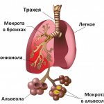 Строение легких и бронхов