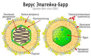 Возбудитель инфекционного мононуклеоза - Вирус Эпштейна-Барр (ВЭБ, Epstein-Barr virus (EBV))